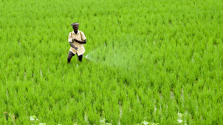 Untreated sewage discharged into canal irrigating 12,762 acres: Farmers in TN'S Thoothukudi newindianexpress2024 11 148k665o