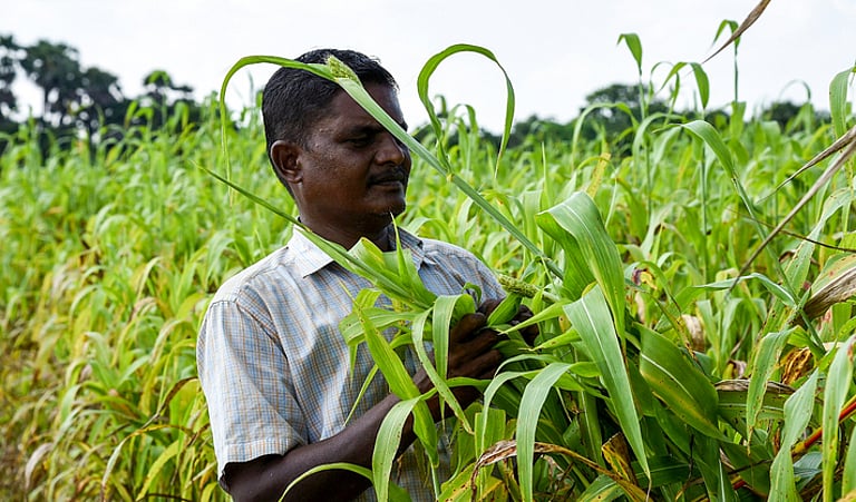 Hit by climate change, surging costs, Thoothukudi farmers switch from pulses to maize newindianexpress2025 11 303wvvee (3)